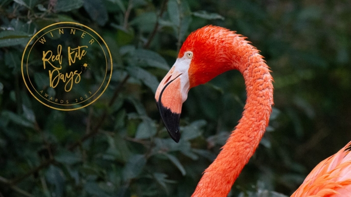 Caribbean flamingo with a logo next to it that says Winner Red Kite Days Awards 2023